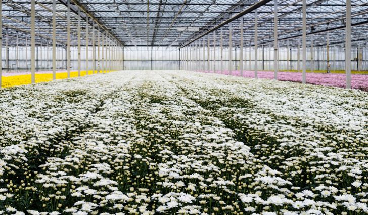 温室栽培花朵安全可靠 PC阳光板温室全新愿景